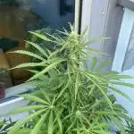 Sticky Orange XXL Auto - Outdoor 25