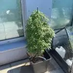 Oreoz - Outdoor 25