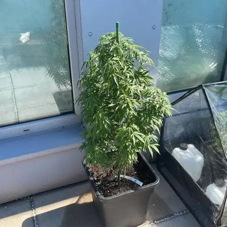 Oreoz - Outdoor 25