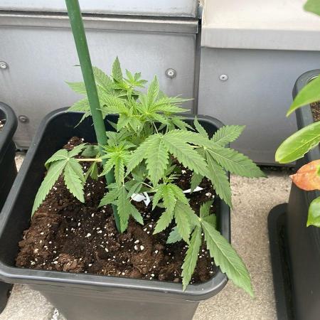 Super Boof XL Auto - Outdoor 26