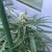 Super Boof XL Auto - Outdoor 26