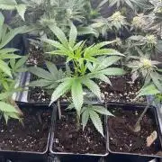 Georgia Pie - MicroGrow