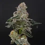Kush Mints - MicroGrow