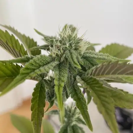 Oreoz - Micro Grow