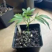 Blue Lobster - MicroGrow