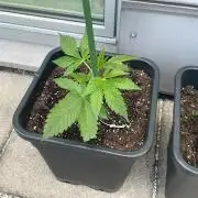 Candy Fumez x Z 3.0 - Outdoor 26