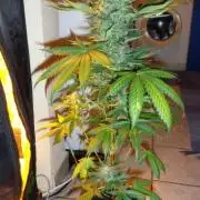 Northern Lights Auto - 2017