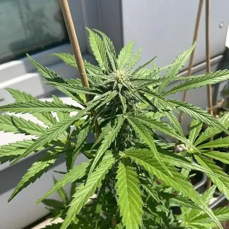 White Rhino Auto - Outdoor 25