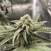 Cap Junky - Micro Grow