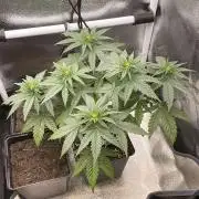 Blue Zushi - MicroGrow 26