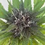Blackberry Auto - Outdoor 25