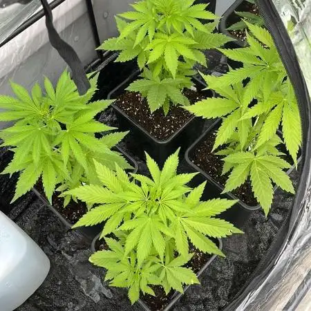 Banana Kush Cake Auto - 2nd Run 2025