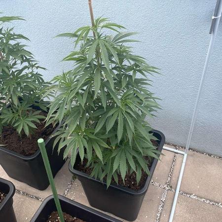 Super Boof #LeaflyStrain24 - Outdoor 26