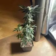 RS#11 - MicroGrow