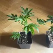 Hash Burger #leafly2025 - MicroGrow