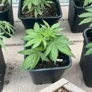 Blue Zushi - Outdoor 26