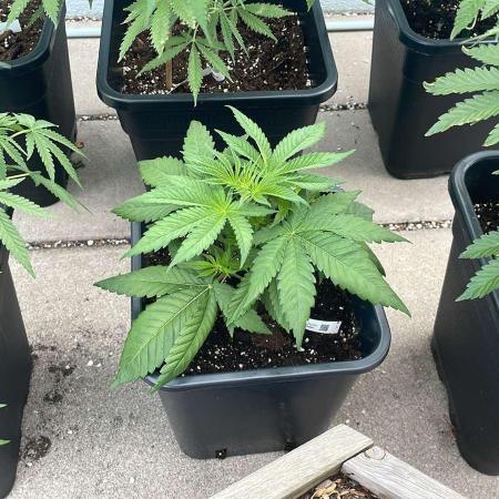 Blue Zushi - Outdoor 26