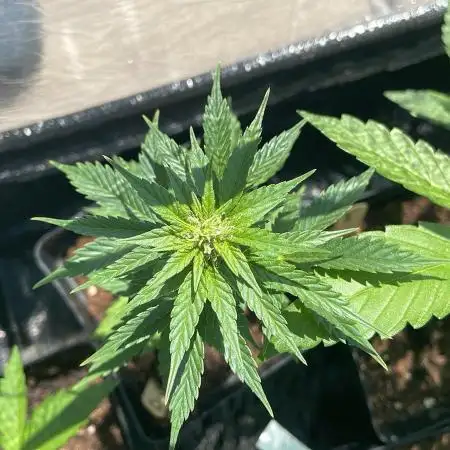 Do Si Dos Auto - Outdoor 25 - pre-grown by a growshop