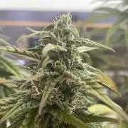 Blue Zushi - MicroGrow