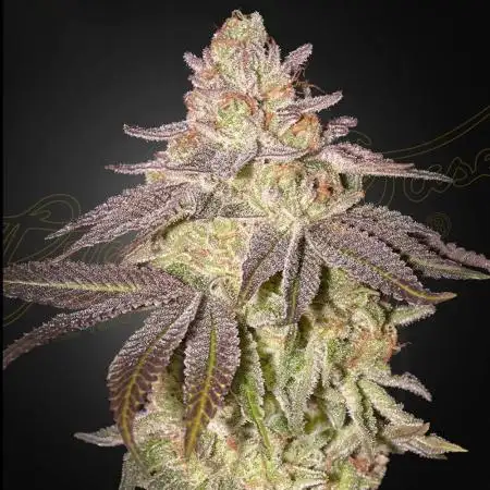 Black Toffee Auto