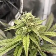 Hollywood - Micro Grow