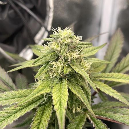 Hollywood - Micro Grow
