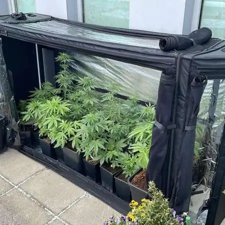 Auto Frozen Biscotti #2 - 3,5L - Outdoor 25