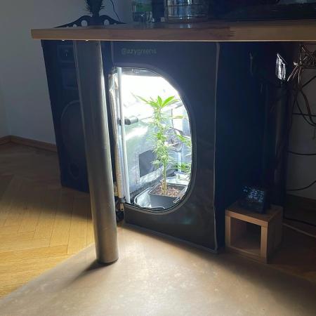 Hollywood - Micro Grow