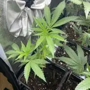 Runtz - MicroGrow