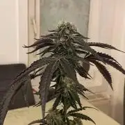 Permanent Marker - Micro Grow