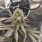 Hollywood - Micro Grow