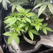 Frozen Biscotti - MicroGrow