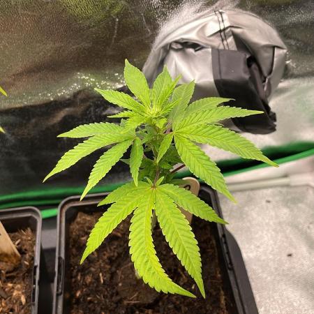 OG Kush - Micro Grow