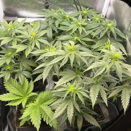 Sweet Afgani Delicious F1 - MicroGrow