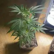 Zoap - MicroGrow