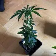 Permanent Marker - Micro Grow