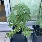 Blue Zushi - Outdoor 26