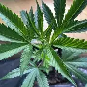 Runtz - MicroGrow