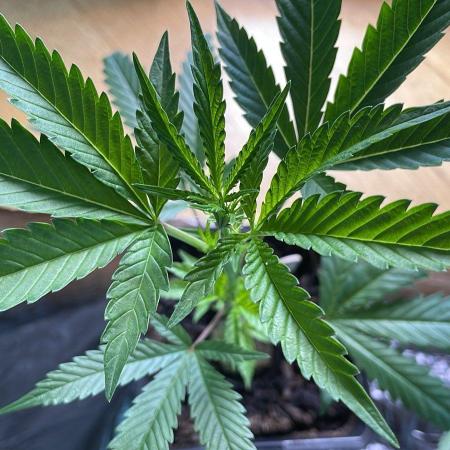 Runtz - MicroGrow