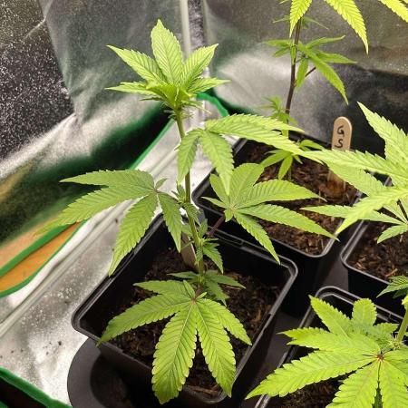 Oreoz - Micro Grow