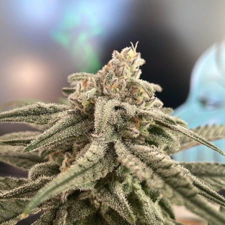 Cap Junky - Micro Grow