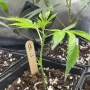 Blue Lobster - MicroGrow