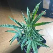 Cap Junky - Micro Grow