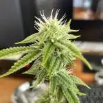 GSC - Micro Grow