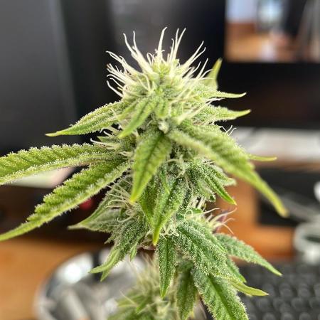 GSC - Micro Grow