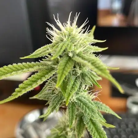 GSC - Micro Grow