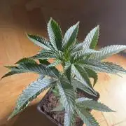 Permanent Marker - Micro Grow