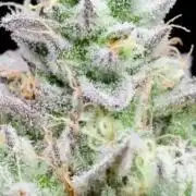 Blue Zushi - Micro Grow