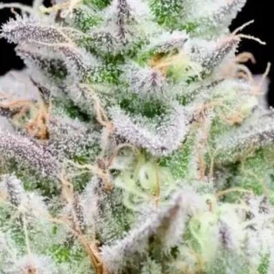 Blue Zushi - Micro Grow