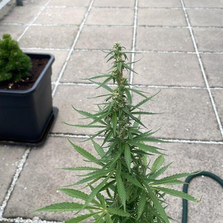 Strawberry Banana Gelato XL Auto - 2025